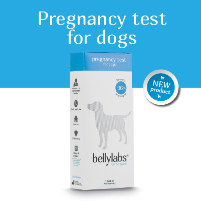pregnancy test for dogs